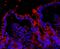 NLR Family Pyrin Domain Containing 3 antibody, PA1665, Boster Biological Technology, Immunofluorescence image 