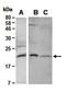 Elongation Factor For RNA Polymerase II 2 antibody, orb66958, Biorbyt, Western Blot image 