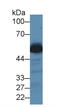 Glutamic--Pyruvic Transaminase antibody, MBS2002664, MyBioSource, Western Blot image 