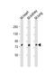 Bromodomain-containing protein 7 antibody, PA5-49379, Invitrogen Antibodies, Western Blot image 