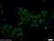 MYC Associated Factor X antibody, 10426-1-AP, Proteintech Group, Immunofluorescence image 