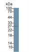 Hydroxysteroid 17-Beta Dehydrogenase 10 antibody, abx129905, Abbexa, Western Blot image 