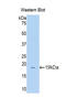 Glucocorticoid receptor-alpha antibody, LS-C691365, Lifespan Biosciences, Western Blot image 