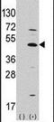 mATH1 antibody, PA5-12260, Invitrogen Antibodies, Western Blot image 