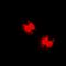 Forkhead Box O3 antibody, orb315784, Biorbyt, Immunofluorescence image 