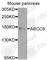 ATP Binding Cassette Subfamily C Member 8 antibody, A8456, ABclonal Technology, Western Blot image 