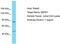 NTPase KAP family P-loop domain-containing protein 1 antibody, TA337467, Origene, Western Blot image 