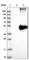 WD Repeat Domain 4 antibody, HPA017381, Atlas Antibodies, Western Blot image 