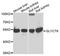 Glycerate Kinase antibody, A7852, ABclonal Technology, Western Blot image 