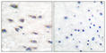 Neurotrophic Receptor Tyrosine Kinase 1 antibody, abx012412, Abbexa, Western Blot image 