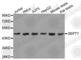 Septin 7 antibody, A3781, ABclonal Technology, Western Blot image 