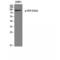 Valosin Containing Protein antibody, LS-C381078, Lifespan Biosciences, Western Blot image 