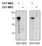 MAPK Activated Protein Kinase 2 antibody, LS-C186541, Lifespan Biosciences, Immunoprecipitation image 