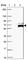 Aladin WD Repeat Nucleoporin antibody, HPA040086, Atlas Antibodies, Western Blot image 