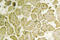 Cytochrome B5 Type A antibody, LS-C176973, Lifespan Biosciences, Immunohistochemistry frozen image 