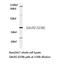 Galanin Receptor 2 antibody, LS-C177201, Lifespan Biosciences, Western Blot image 