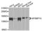 MYB Binding Protein 1a antibody, LS-C333317, Lifespan Biosciences, Western Blot image 
