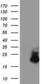 Arginine Vasopressin Induced 1 antibody, NBP2-46559, Novus Biologicals, Western Blot image 