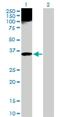 Apolipoprotein F antibody, H00000319-D01P, Novus Biologicals, Western Blot image 