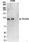 TSC22 Domain Family Member 2 antibody, NBP2-32118, Novus Biologicals, Western Blot image 