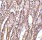 Acidic Nuclear Phosphoprotein 32 Family Member E antibody, A07456, Boster Biological Technology, Immunohistochemistry frozen image 