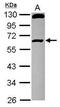 RCC1 And BTB Domain Containing Protein 1 antibody, PA5-30673, Invitrogen Antibodies, Western Blot image 