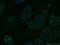 Integral Membrane Protein 2C antibody, 13601-1-AP, Proteintech Group, Immunofluorescence image 