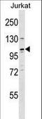 RE1 Silencing Transcription Factor antibody, LS-C162546, Lifespan Biosciences, Western Blot image 