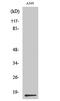 Prostaglandin E Synthase antibody, PA5-51036, Invitrogen Antibodies, Western Blot image 