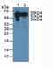 GC Vitamin D Binding Protein antibody, abx131063, Abbexa, Western Blot image 