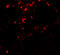 BMP And Activin Membrane Bound Inhibitor antibody, 7931, ProSci, Immunofluorescence image 