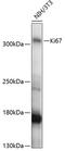 KI-67 antibody, 16-798, ProSci, Western Blot image 