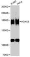 Histone Deacetylase 6 antibody, MBS128100, MyBioSource, Western Blot image 