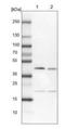 Ring Finger Protein 126 antibody, NBP1-83645, Novus Biologicals, Western Blot image 