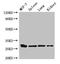 Chymase 1 antibody, LS-C396379, Lifespan Biosciences, Western Blot image 