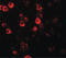 CXXC Finger Protein 4 antibody, LS-B6986, Lifespan Biosciences, Immunofluorescence image 