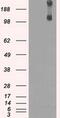 Lysine Demethylase 4C antibody, MA5-24956, Invitrogen Antibodies, Western Blot image 