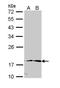 Peptidylprolyl Cis/Trans Isomerase, NIMA-Interacting 1 antibody, PA5-29675, Invitrogen Antibodies, Western Blot image 