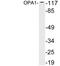 OPA1 Mitochondrial Dynamin Like GTPase antibody, LS-B13449, Lifespan Biosciences, Western Blot image 