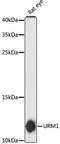 Ubiquitin Related Modifier 1 antibody, A13817, ABclonal Technology, Western Blot image 