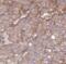 EPH Receptor A1 antibody, FNab02801, FineTest, Immunohistochemistry frozen image 