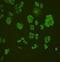 TR Alpha antibody, orb378434, Biorbyt, Immunofluorescence image 