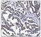 Serum Response Factor antibody, A00557-2, Boster Biological Technology, Immunohistochemistry paraffin image 