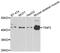 TERF1 Interacting Nuclear Factor 2 antibody, abx006391, Abbexa, Western Blot image 