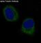 Tubulin Alpha 1b antibody, M08382, Boster Biological Technology, Immunofluorescence image 