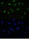 Apurinic/Apyrimidinic Endodeoxyribonuclease 1 antibody, LS-C343990, Lifespan Biosciences, Immunofluorescence image 