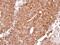 Histamine Receptor H2 antibody, PA5-21907, Invitrogen Antibodies, Immunohistochemistry paraffin image 