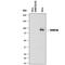 DNA Methyltransferase 3 Beta antibody, AF7646, R&D Systems, Western Blot image 