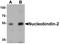 Nucleobindin 2 antibody, LS-B10089, Lifespan Biosciences, Western Blot image 