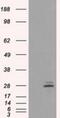 Prolactin antibody, NBP2-02142, Novus Biologicals, Western Blot image 